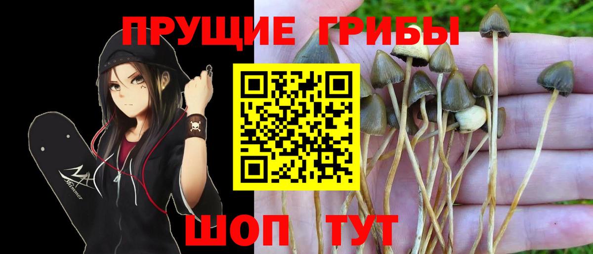 Псилоцибиновые грибы Magic Shrooms  Вход с VPN  Бахчисарай  Псилоцибиновые грибы Psilocybe 